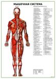 Мышечная система человека, вид сзади