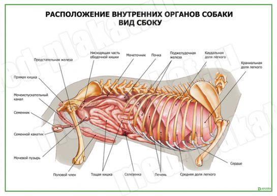 Анатомия собаки внутренние органы в картинках