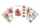 Комплект плакатов для кабинета кардиолога