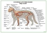 Основные артерии кошки. Вид сбоку