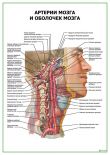 Артерии мозга и оболочек мозга