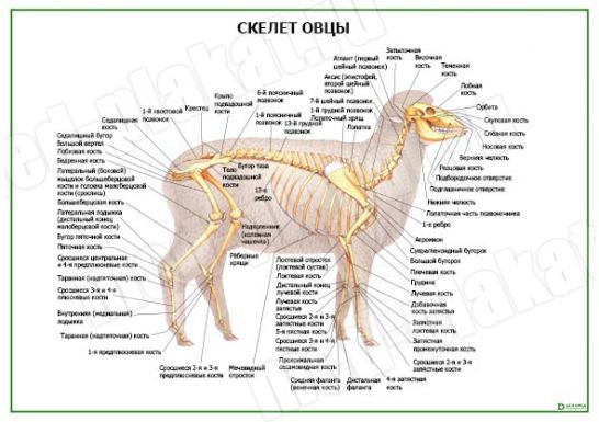 Строение овцы в картинках