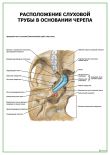 Расположение слуховой трубы в основании черепа