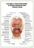 Сосуды с анастамозами и нервы мимических мышц лица