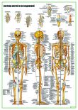 Система костей и их соединений