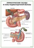 Лимфатические сосуды и узлы поджелудочной железы
