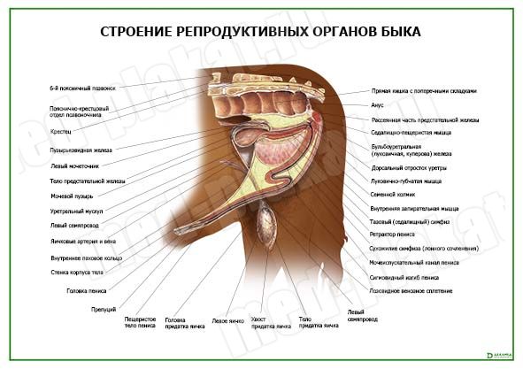 8 правил хорошего римминга