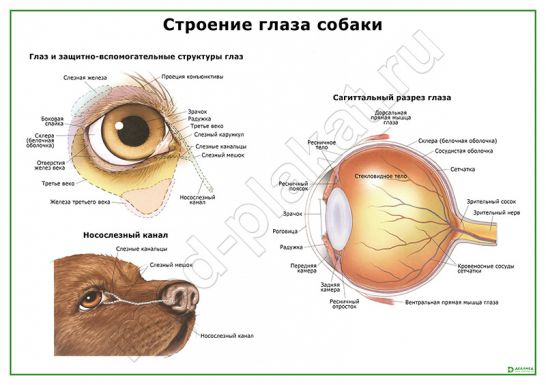 Строение глаза у кошки схема