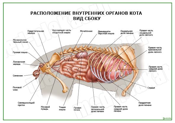 Расположение органов у кошки в картинках сверху