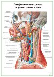 Лимфатические узлы и сосуды головы и шеи
