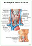 Щитовидная железа и глотка