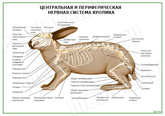 Нервная система кролика схема