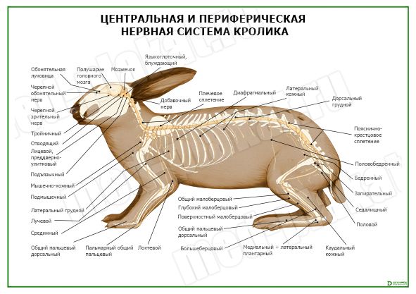 Диета при геморрое: меню на неделю