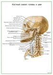 Костный скелет головы и шеи