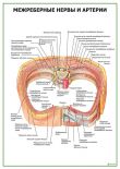 Межреберные нервы и артерии