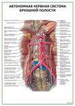 Автономная нервная система брюшной полости