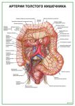 Артерии толстого кишечника