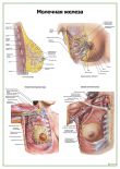 Молочная железа, строение, кровеносная и лимфатическая системы