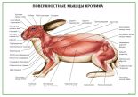Поверхностные мышцы кролика