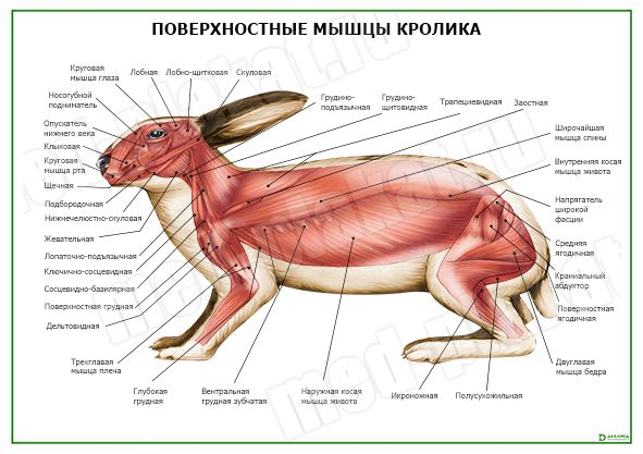 Геморрагическая болезнь кроликов.