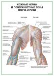 Кожные нервы и поверхностные вены плеча и руки