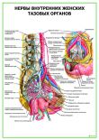 Нервы внутренних женских тазовых органов
