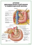 Артерии поджелудочной железы и двенадцатиперстной кишки