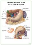 Лимфатические узлы и сосуды желудка