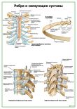 Ребра и связующие суставы