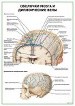 Оболочки мозга и диплоические вены