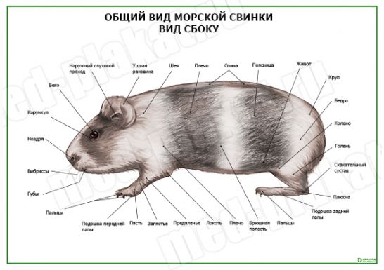 Стоматологическая карта морской свинки