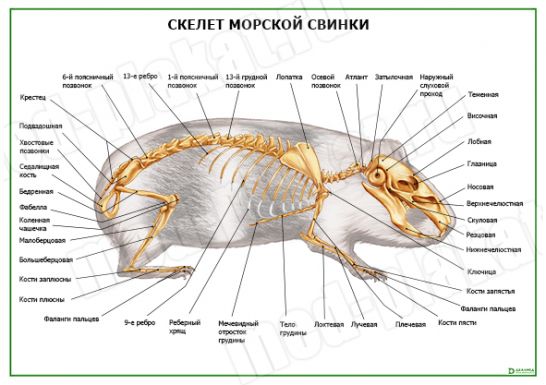 Стоматологическая карта морской свинки