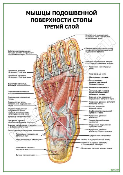 Подтягивание свода стопы: техника выполнения уп­раж­не­ния