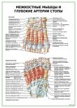 Межкостные мышцы и глубокие артерии стопы