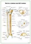 Кости и связки костей голени