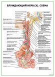 Блуждающий нерв (X). Схема