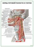 Нервы ротовой полости и глотки