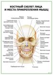 Костный скелет лица и места прикрепления мышц