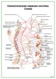 Симпатическая нервная система. Схема