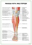 Мышцы ноги. Вид спереди