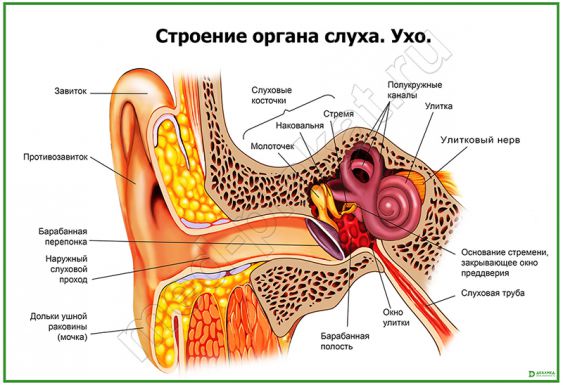 Схема органа слуха