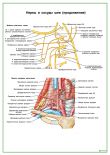 Нервы и сосуды шеи