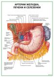 Артерии желудка, печени и селезенки