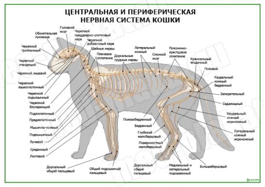 Нервная система кошки схема