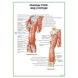 Мышцы руки вид спереди