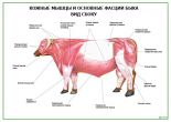 Кожные мышцы и основные фасции быка. Вид сбоку
