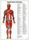 Мышечная система человека, вид спереди