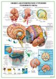 Общее анатомическое строение головного мозга
