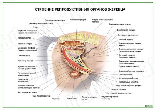 Кондиломы во влагалище у женщины: причины, симптомы, диагностика и лечение - MEDСЕМЬЯ