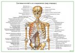 Система костей и их соединения (вид спереди)